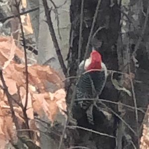 Meet your Posher, Ellen